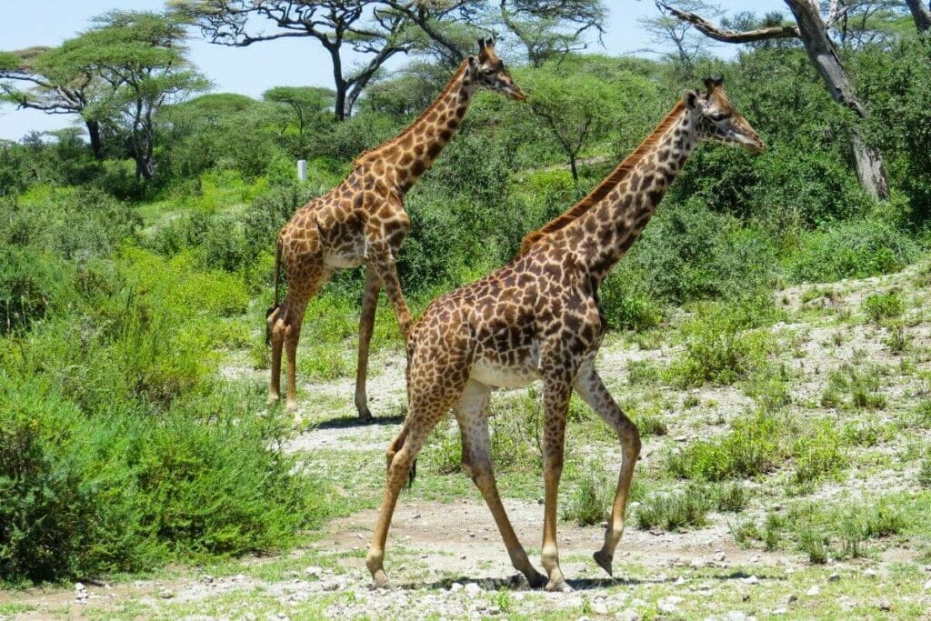 Serengeti National Park - Tanzania